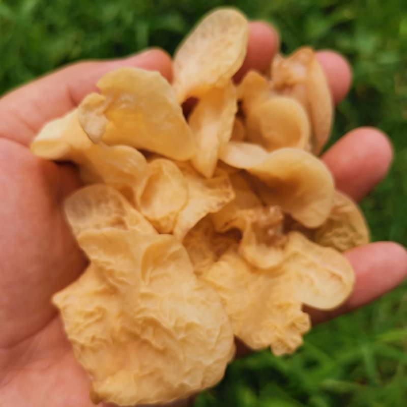 羊肚耳干品，基地直供，货量充足，欢迎订购