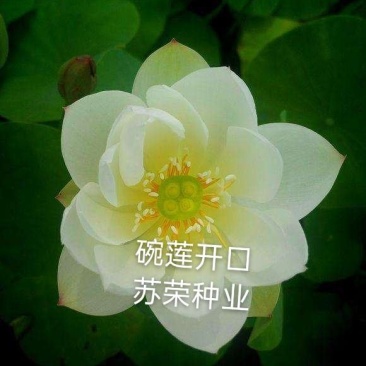 开口碗莲种子四季播种水培盆栽荷花睡莲花种籽绿植水生花卉绿