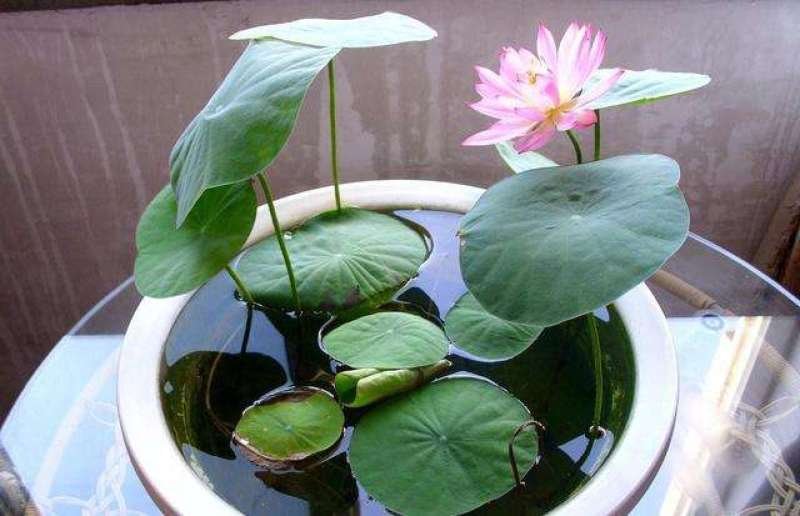 开口碗莲种子四季播种水培盆栽荷花睡莲花种籽绿植水生花卉绿