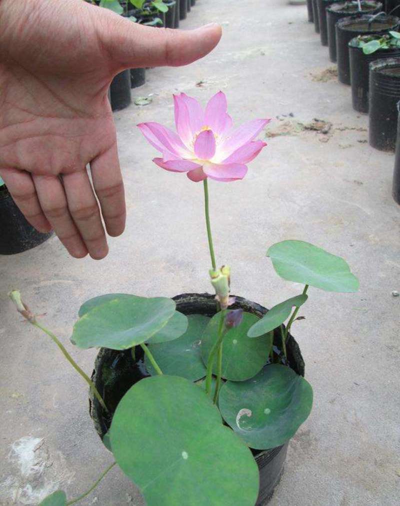 开口碗莲种子四季播种水培盆栽荷花睡莲花种籽绿植水生花卉绿