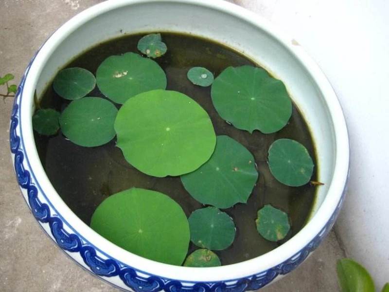 开口碗莲种子四季播种水培盆栽荷花睡莲花种籽绿植水生花卉绿
