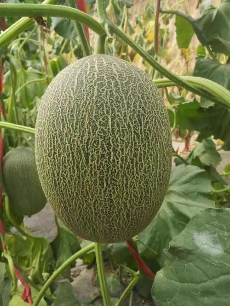 产地直供西州蜜小蜜甜瓜！