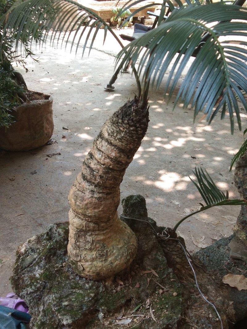 广西铁树盆栽，两年熟桩