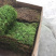 苔藓匍灯藓非人工栽培，单片30cm*15cm