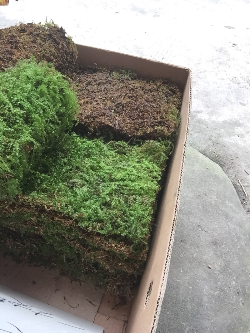 苔藓匍灯藓非人工栽培，单片30cm*15cm