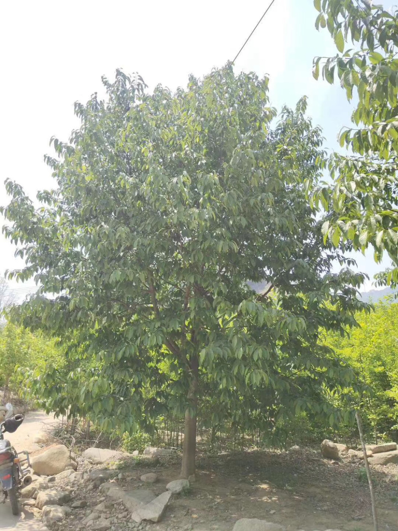 玉兰，红花玉兰，精品玉兰，
