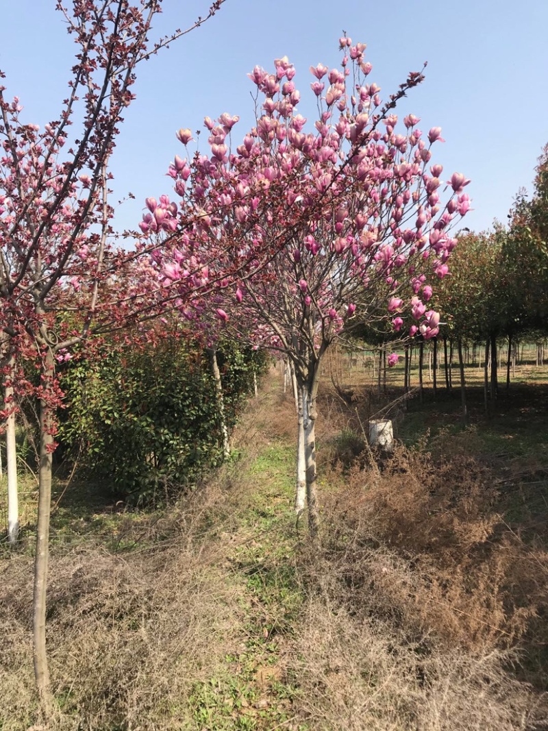 玉兰，红花玉兰，精品玉兰，