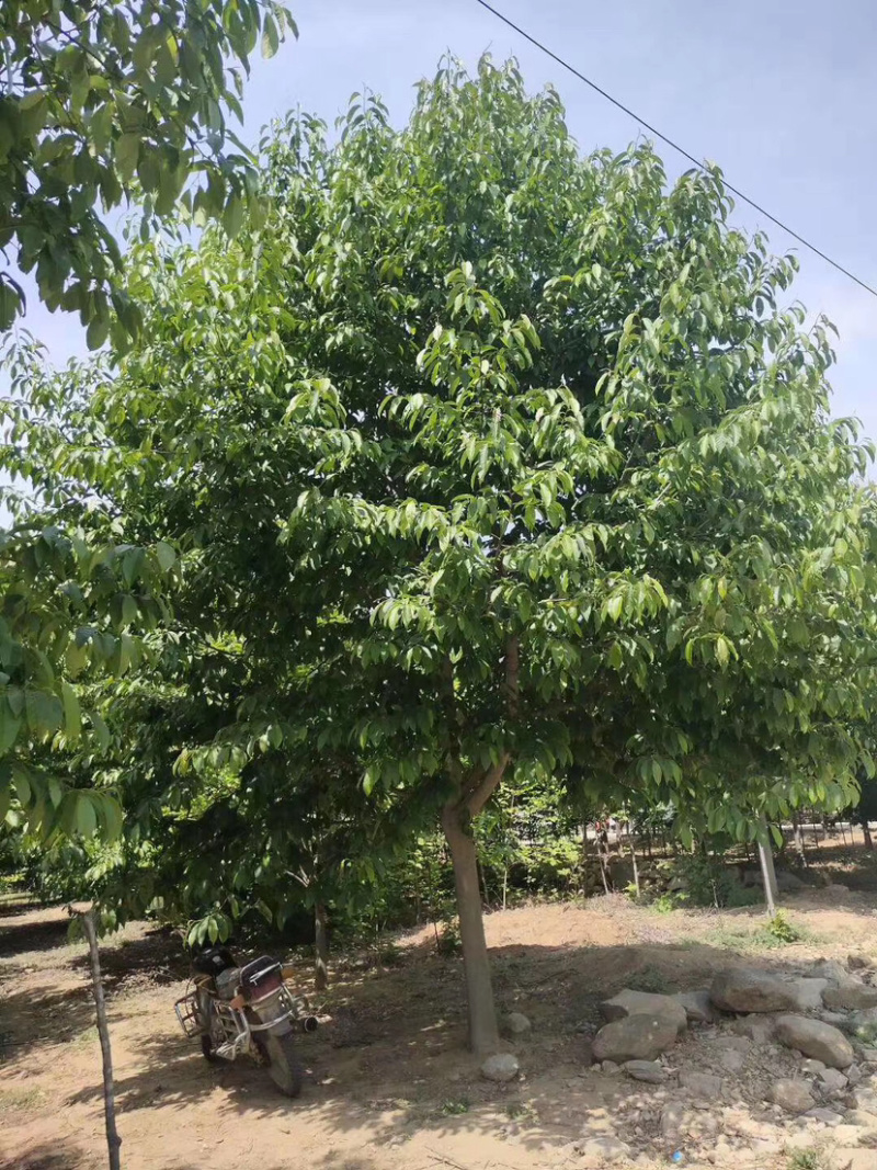 玉兰，红花玉兰，精品玉兰，