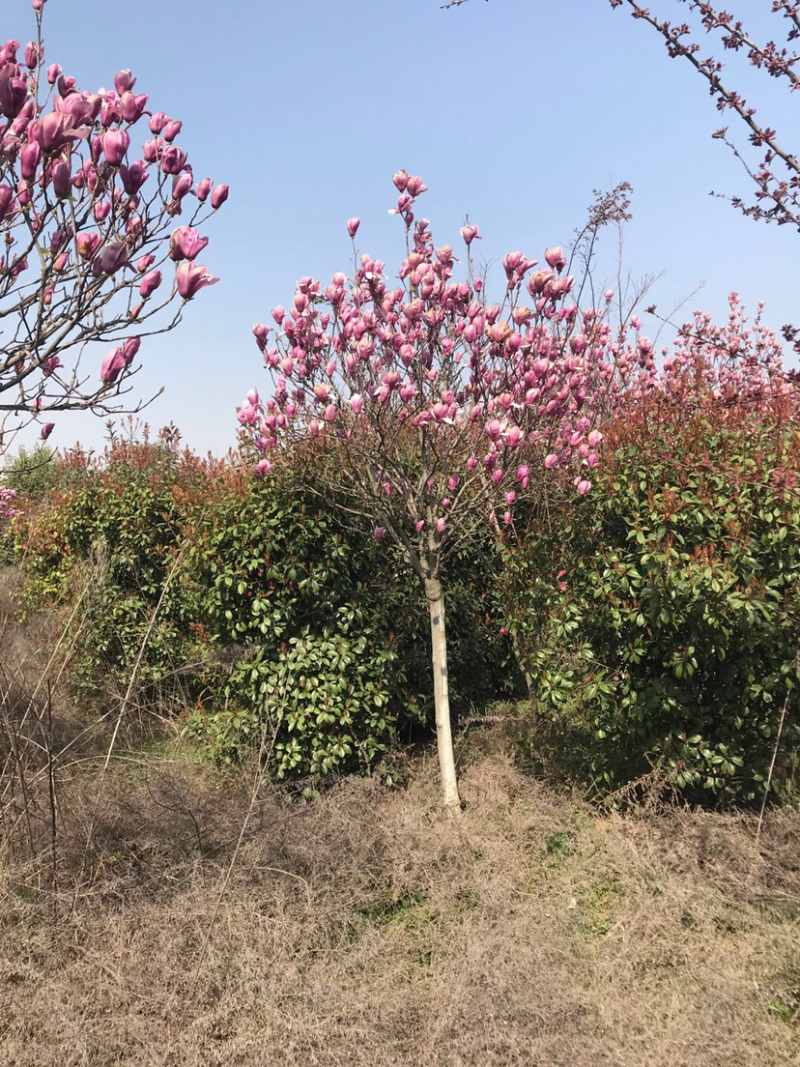 玉兰，红花玉兰，精品玉兰，