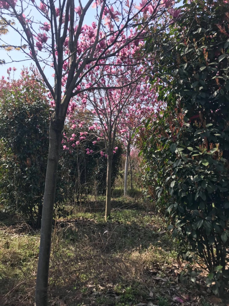 玉兰，红花玉兰，精品玉兰，