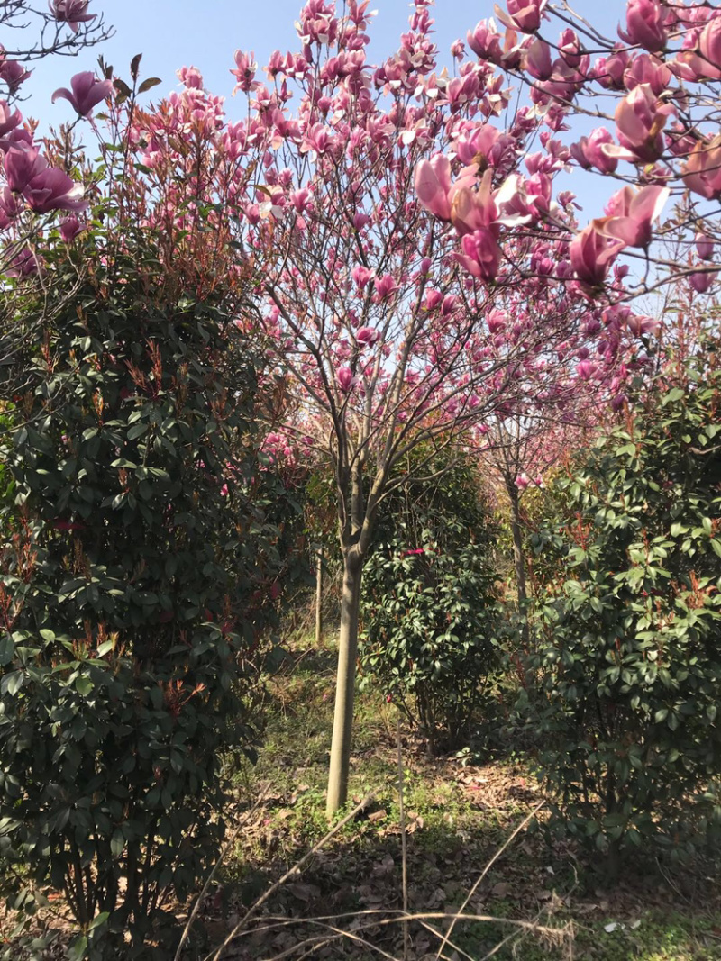 玉兰，红花玉兰，精品玉兰，