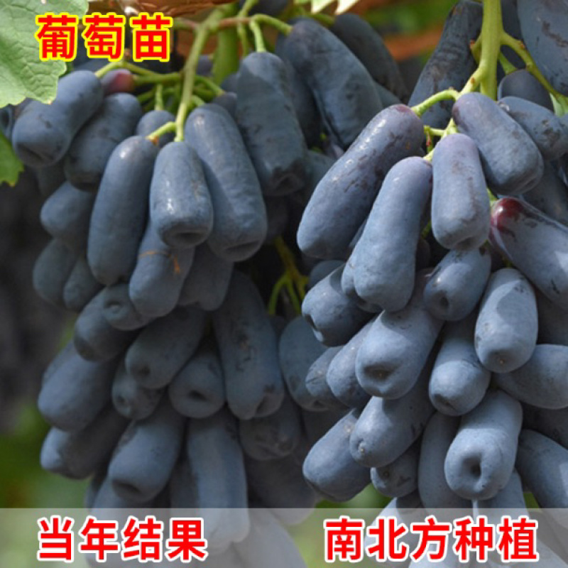 甜蜜蓝宝石嫁接葡萄苗基地直销现挖现卖假一赔万