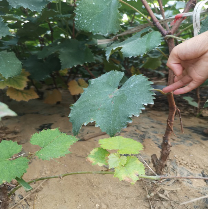 甜蜜蓝宝石嫁接葡萄苗基地直销现挖现卖假一赔万