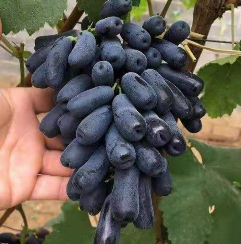甜蜜蓝宝石嫁接葡萄苗基地直销现挖现卖假一赔万