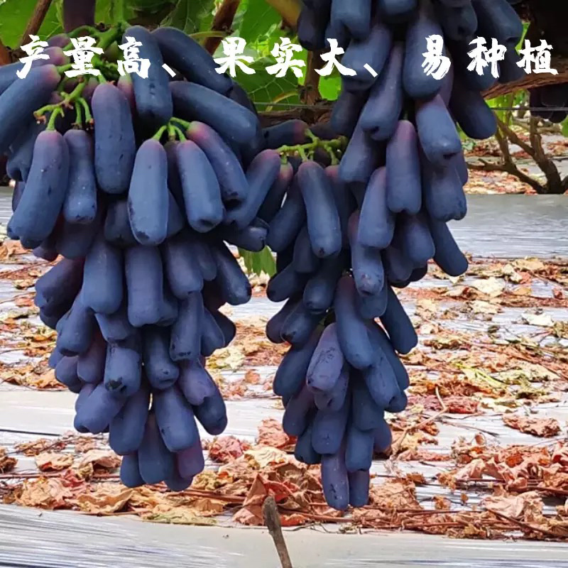 甜蜜蓝宝石嫁接葡萄苗基地直销现挖现卖假一赔万
