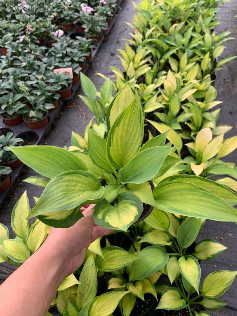 白玉簪种子庭院多年生宿根草本花籽卉四季常青白鹤仙玉春棒种