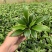 白玉簪种子庭院多年生宿根草本花籽卉四季常青白鹤仙玉春棒种