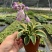 白玉簪种子庭院多年生宿根草本花籽卉四季常青白鹤仙玉春棒种