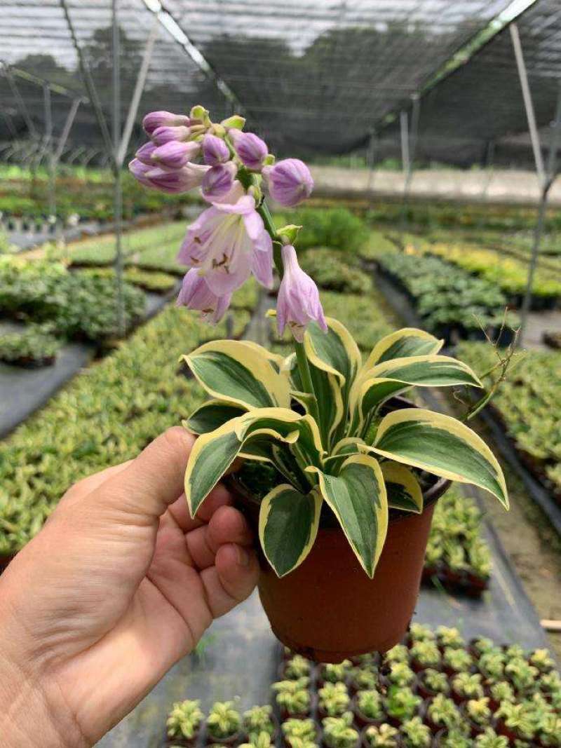 白玉簪种子庭院多年生宿根草本花籽卉四季常青白鹤仙玉春棒种