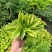 白玉簪种子庭院多年生宿根草本花籽卉四季常青白鹤仙玉春棒种