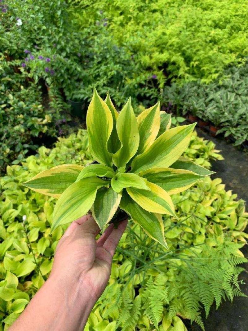 白玉簪种子庭院多年生宿根草本花籽卉四季常青白鹤仙玉春棒种