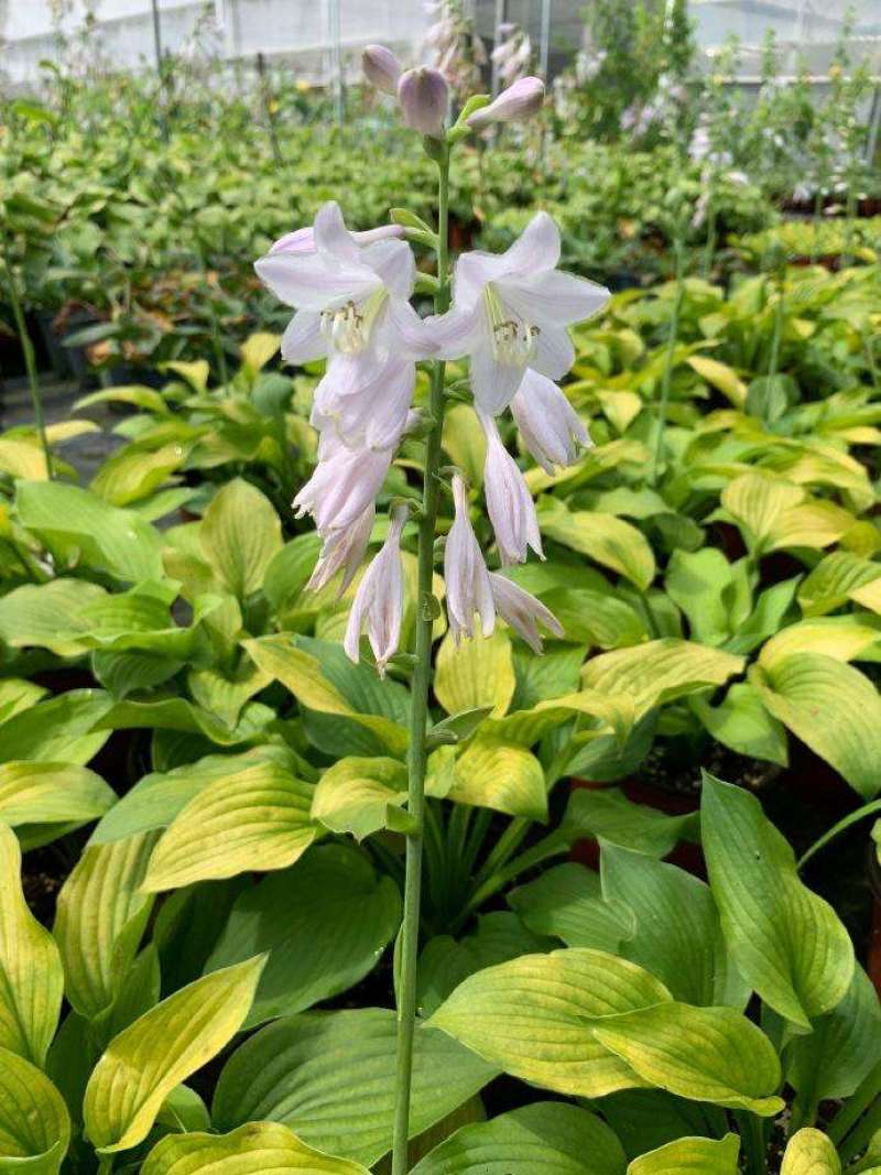 白玉簪种子庭院多年生宿根草本花籽卉四季常青白鹤仙玉春棒种
