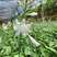 白玉簪种子庭院多年生宿根草本花籽卉四季常青白鹤仙玉春棒种