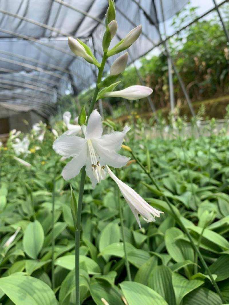 白玉簪种子庭院多年生宿根草本花籽卉四季常青白鹤仙玉春棒种
