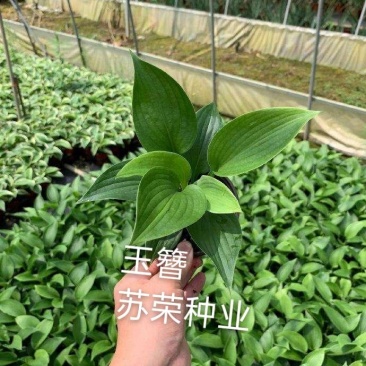 白玉簪种子庭院多年生宿根草本花籽卉四季常青白鹤仙玉春棒种