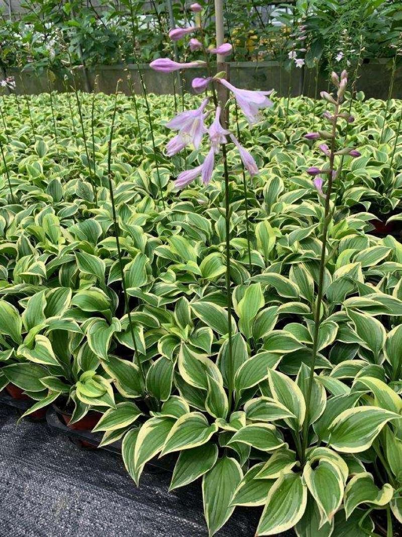白玉簪种子庭院多年生宿根草本花籽卉四季常青白鹤仙玉春棒种