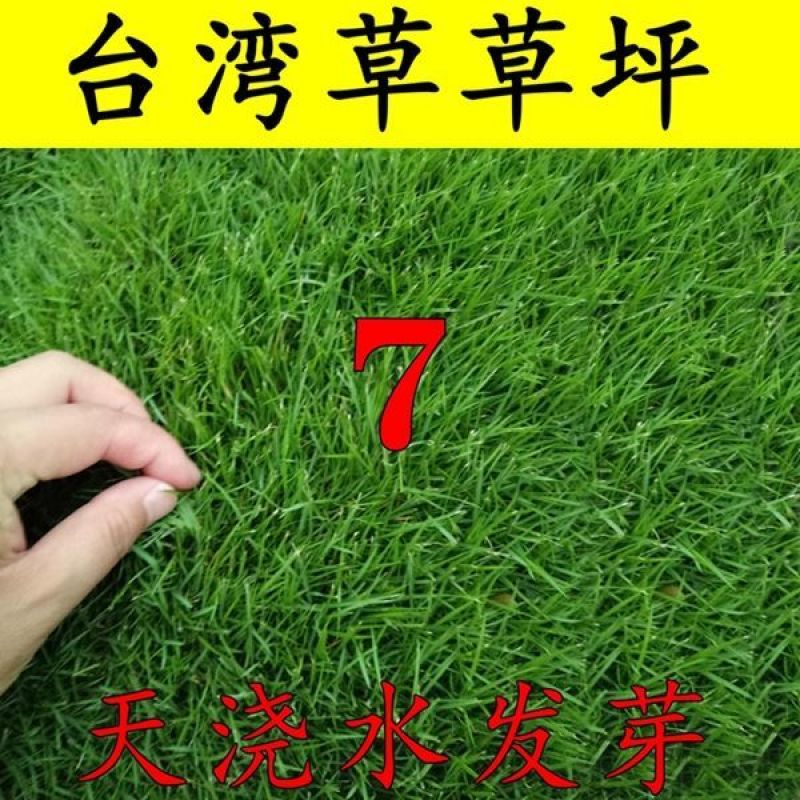 草坪种子草籽四季常青黑麦草免修剪护坡三叶草狗牙根绿化矮生