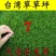 草坪种子草籽四季常青黑麦草免修剪护坡三叶草狗牙根绿化矮生