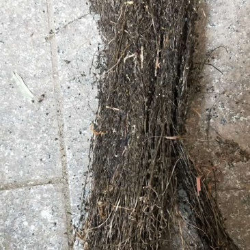 茅膏菜【包邮】三斤起发货二十四小时内发货