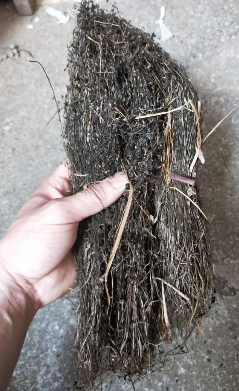 茅膏菜【包邮】三斤起发货二十四小时内发货
