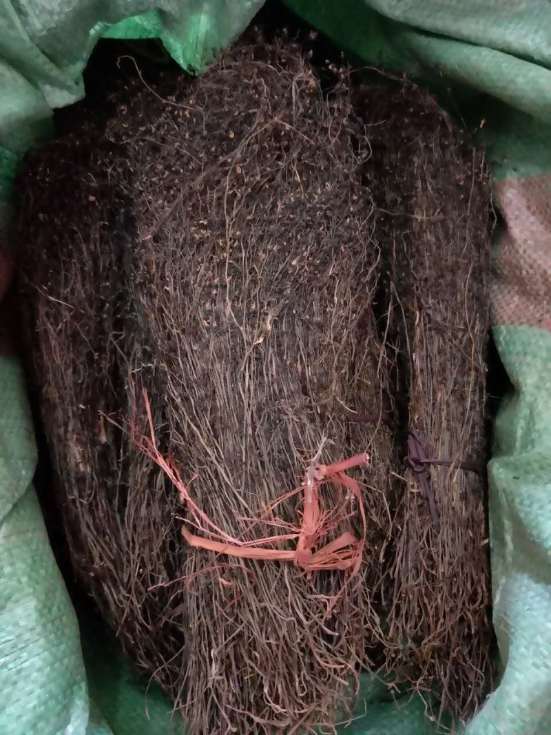 茅膏菜【包邮】三斤起发货二十四小时内发货