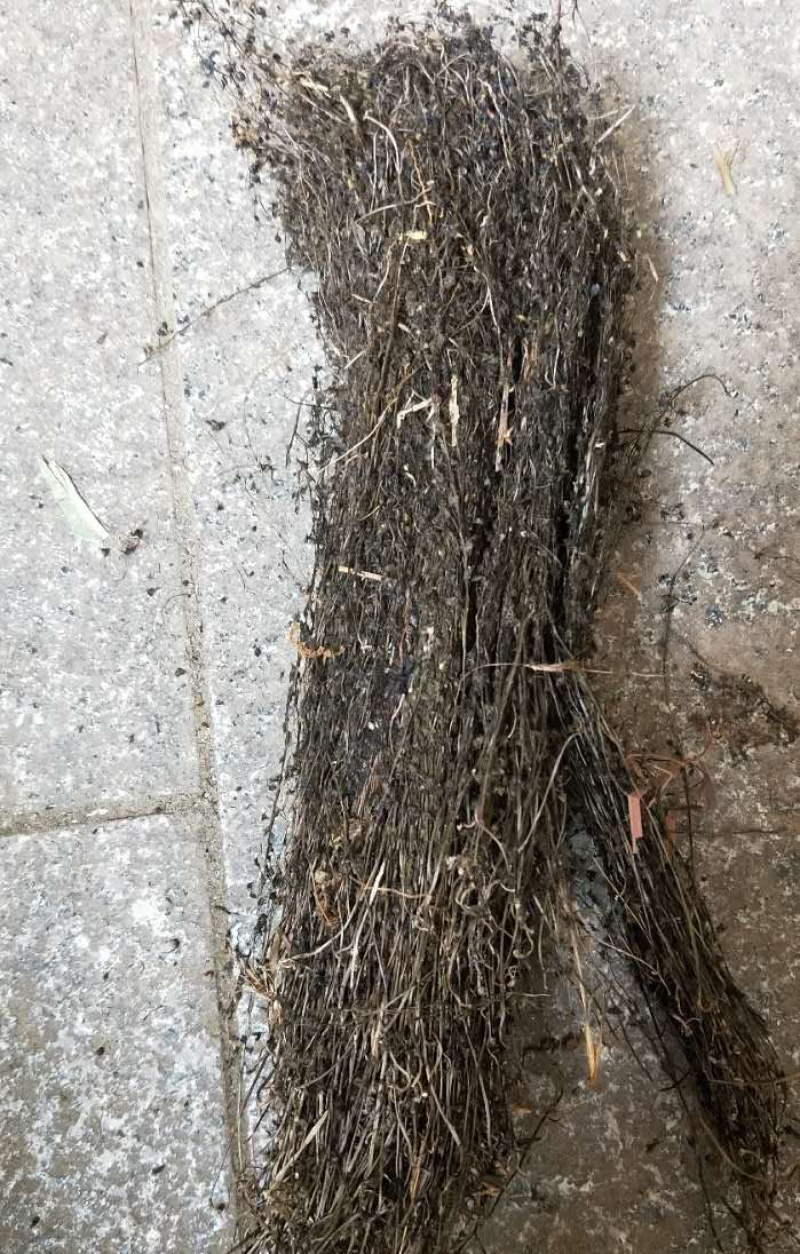 茅膏菜【包邮】三斤起发货二十四小时内发货