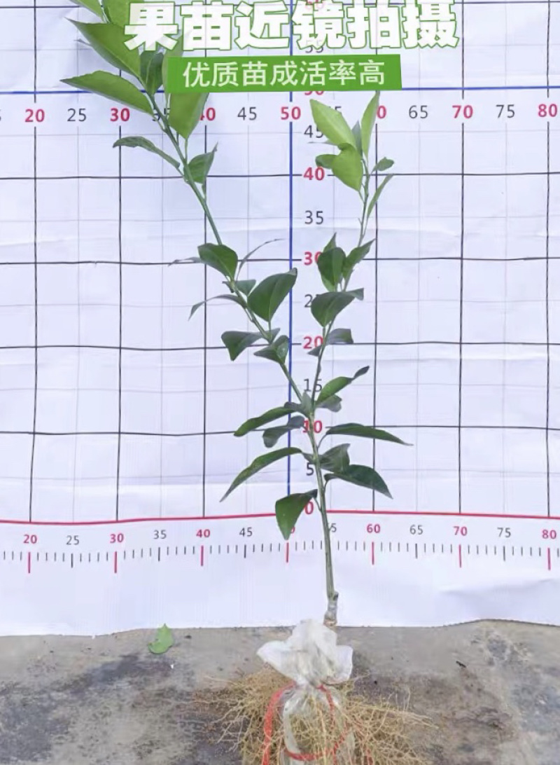 嫁接皇帝柑苗保证存活率当年挂果基地直销现挖现卖