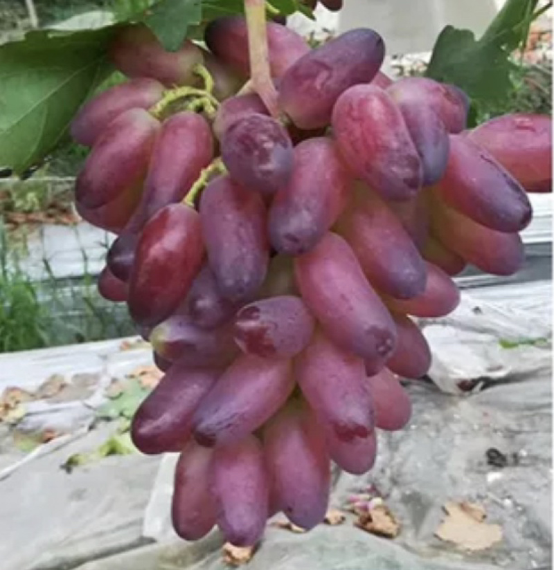 美人指嫁接葡萄苗一手货源产地直销南北方种植
