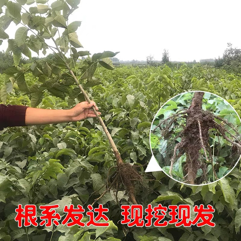 8518薄皮核桃苗保证成活率死苗免补量大从优