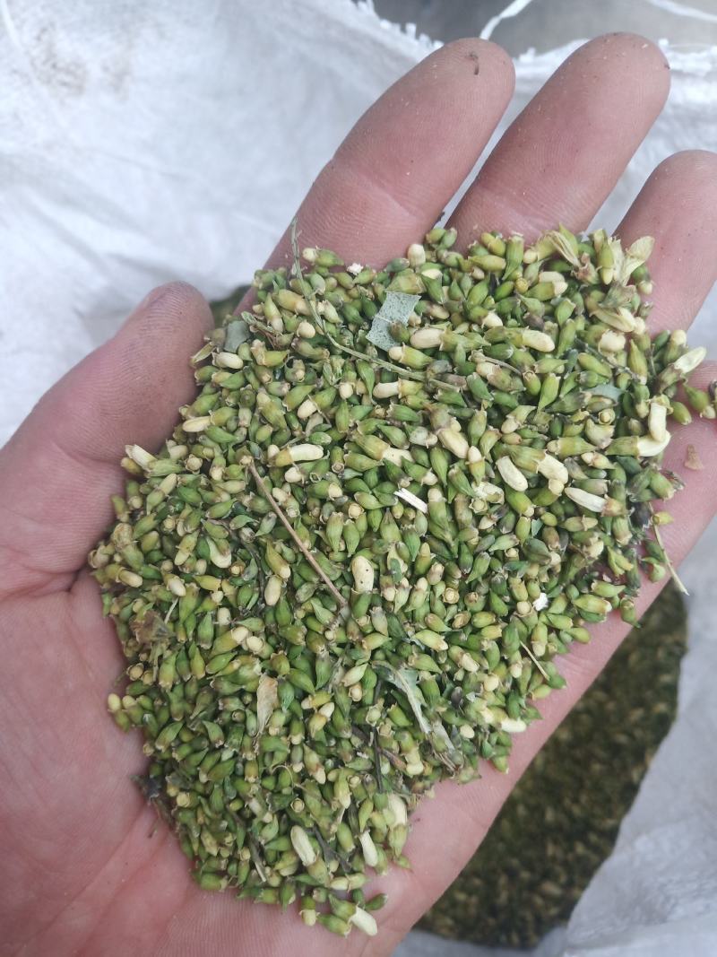 山东槐米单季槐米好统货含量高山东临沂产地直销新货