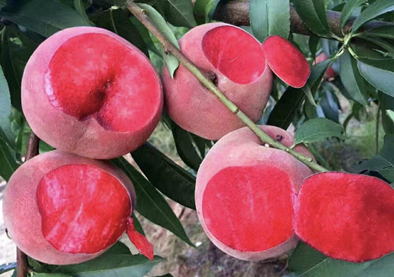 血桃嫁接桃树苗规格齐全南北方种植批发量大从优