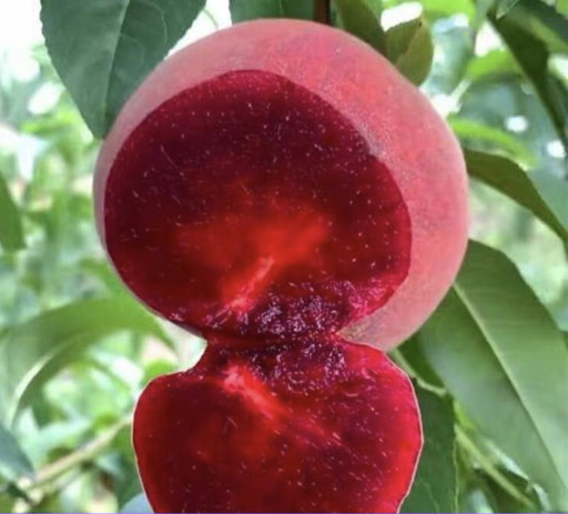 血桃嫁接桃树苗规格齐全南北方种植批发量大从优