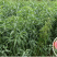 血桃嫁接桃树苗规格齐全南北方种植批发量大从优