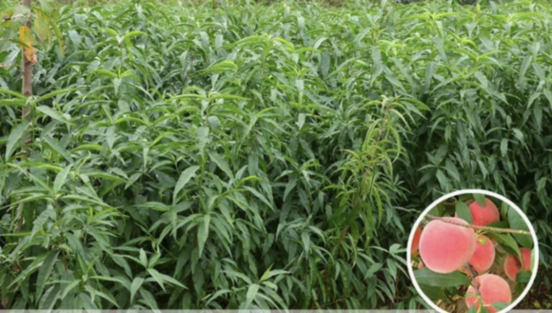 血桃嫁接桃树苗规格齐全南北方种植批发量大从优