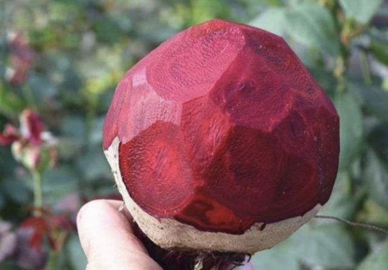 血桃嫁接桃树苗规格齐全南北方种植批发量大从优