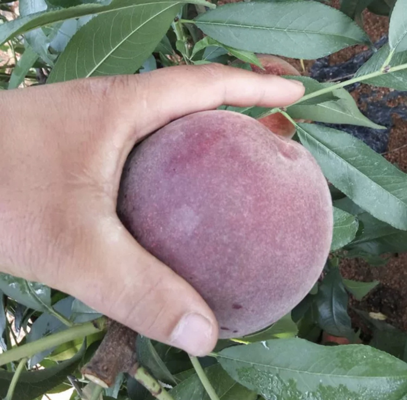 血桃嫁接桃树苗规格齐全南北方种植批发量大从优