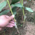 血桃嫁接桃树苗规格齐全南北方种植批发量大从优