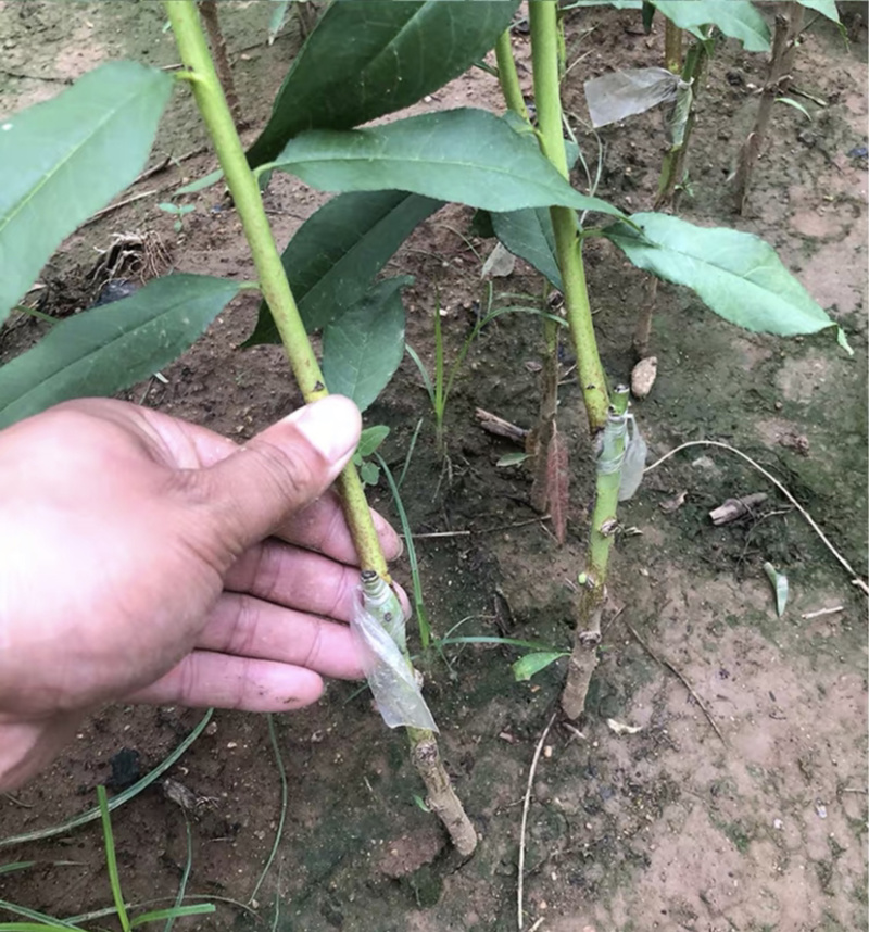 血桃嫁接桃树苗规格齐全南北方种植批发量大从优