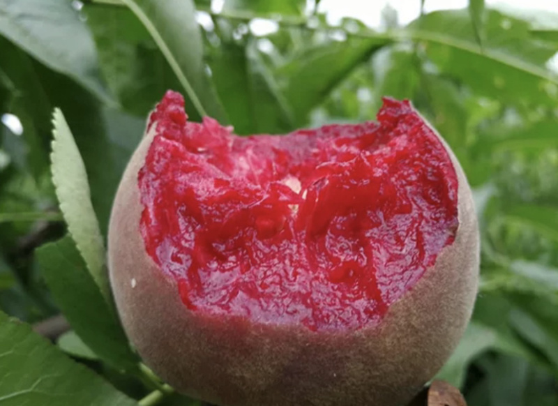 血桃嫁接桃树苗规格齐全南北方种植批发量大从优