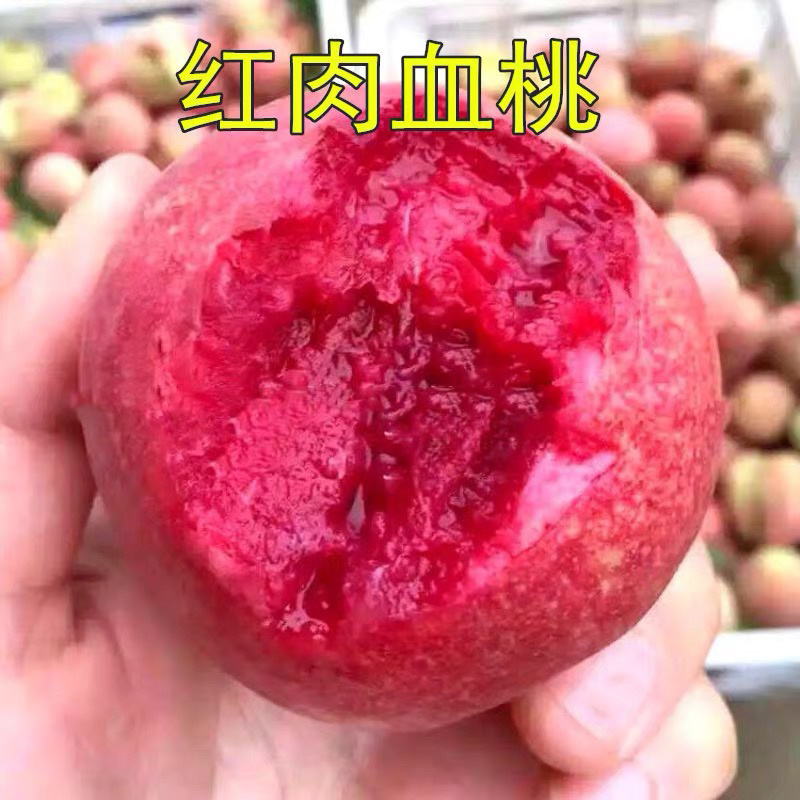 血桃嫁接桃树苗规格齐全南北方种植批发量大从优